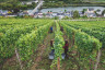 grape-harvest-visit-moselle-luxembourg